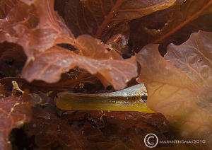 Snake pipefish - hiding amongst red seaweed, Trefor Pier,... by Mark Thomas 